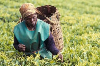 Acumen $90 million agriculture fund