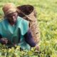 Acumen $90 million agriculture fund