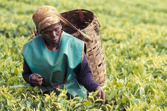 Acumen $90 million agriculture fund